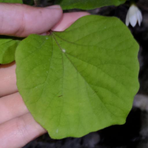Styrax platanifolius — search result for 'Styrax'