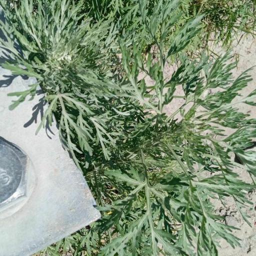 Artemisia sieversiana — search result for 'Artemisia'