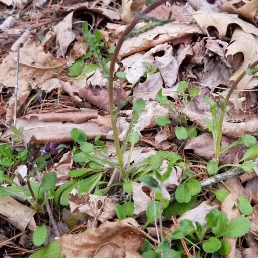 Packera obovata other