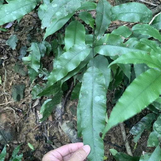 Diplazium lineolatum — houseplant care guide