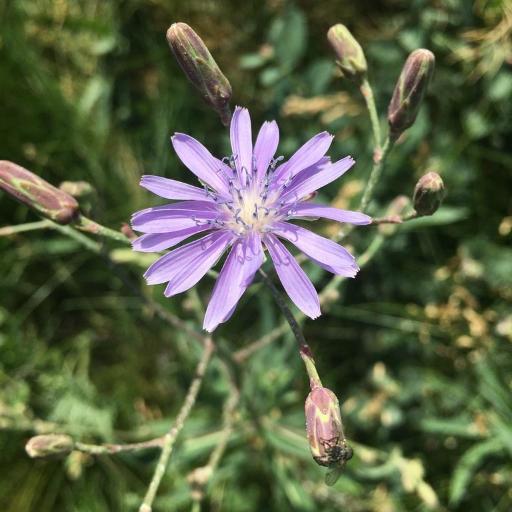 Lactuca pulchella — houseplant care guide
