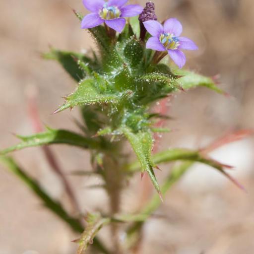 Navarretia atractyloides other