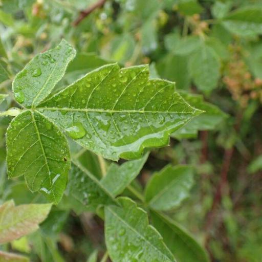 Searsia dentata other