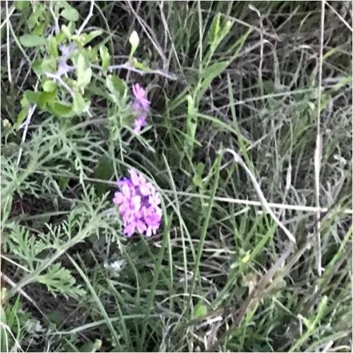 Verbena bipinnatifida