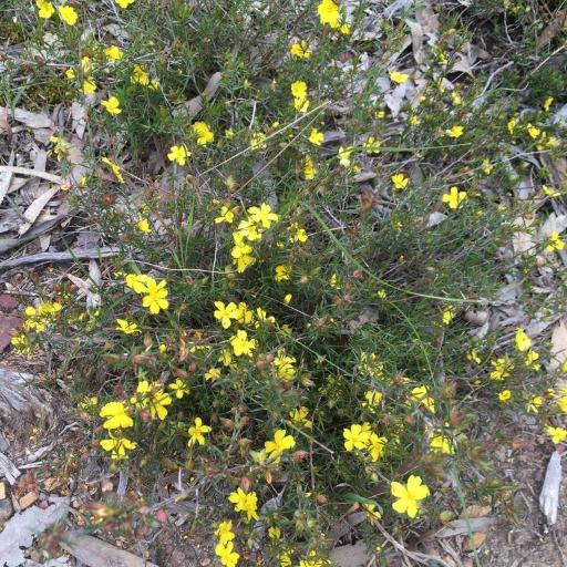 Hibbertia exutiacies other