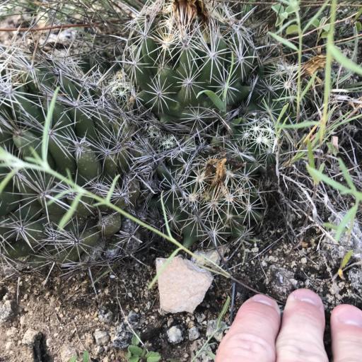 Coryphantha sulcata other