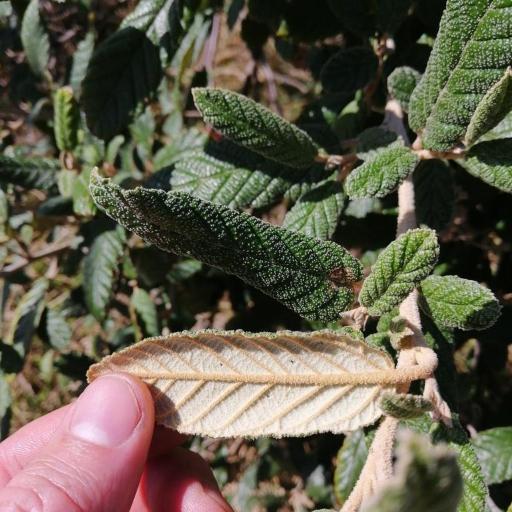 Pomaderris apetala other