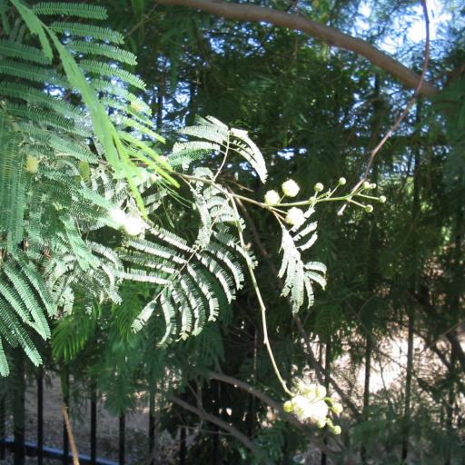 Senegalia berlandieri — search result for 'Acacia'