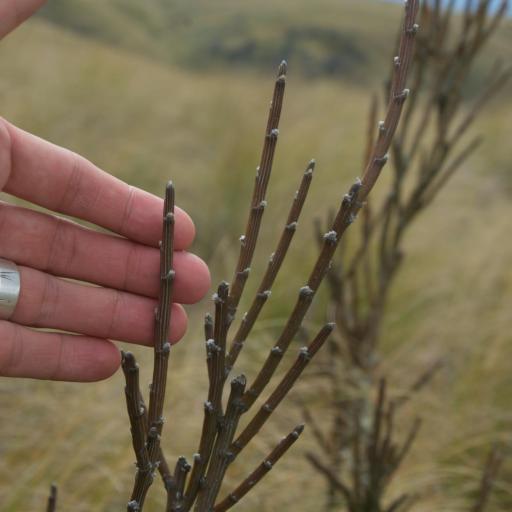 Carmichaelia crassicaulis — related species from the same genus