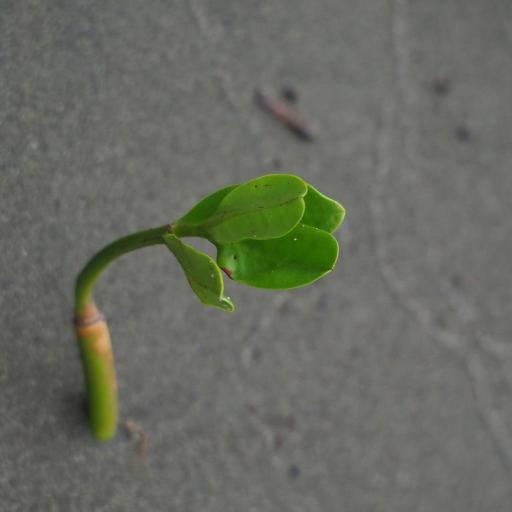 Kandelia obovata other