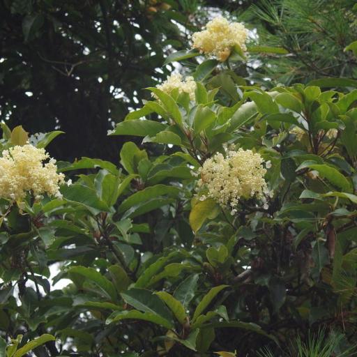 Hydrangea integrifolia other