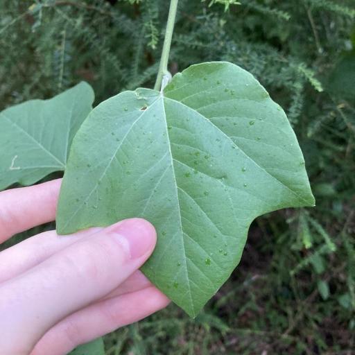 Passiflora herbertiana other