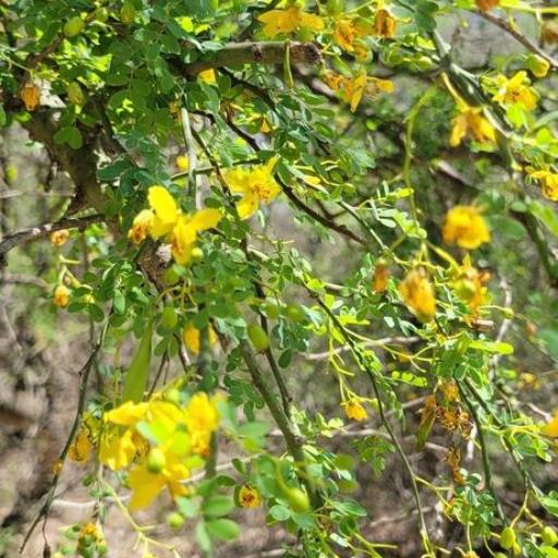 Parkinsonia texana — search result for 'Retama'