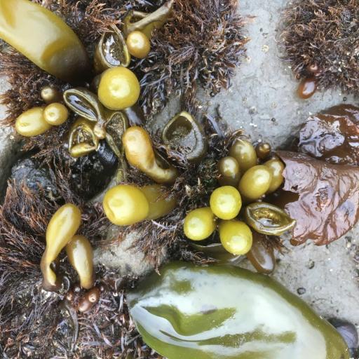 Halosaccion glandiforme other