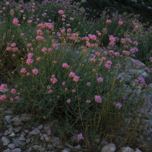 Valeriana lecoqii other
