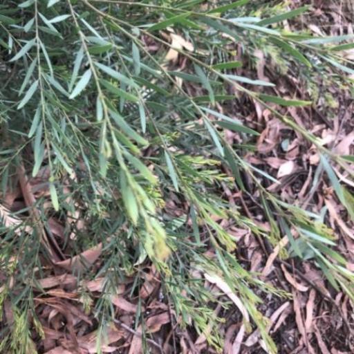 Acacia fimbriata other