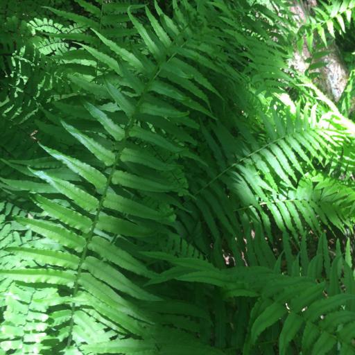 Homalosorus pycnocarpos — search result for 'Aspleniaceae'