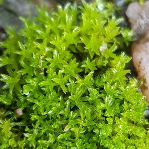 Barbula unguiculata — houseplant care guide