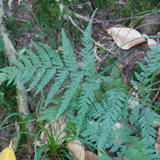 Parapolystichum microsorum other