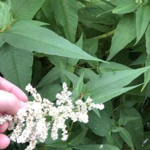 Koenigia polystachya other