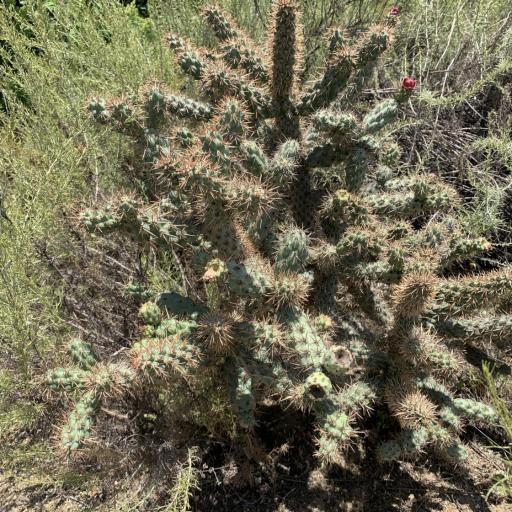 Cylindropuntia prolifera — houseplant care guide