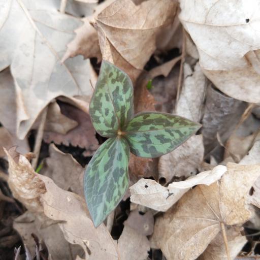 Trillium recurvatum other