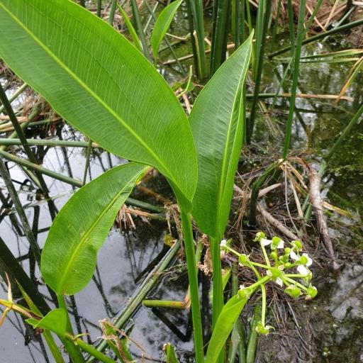 Sagittaria platyphylla — search result for 'Kentucky'