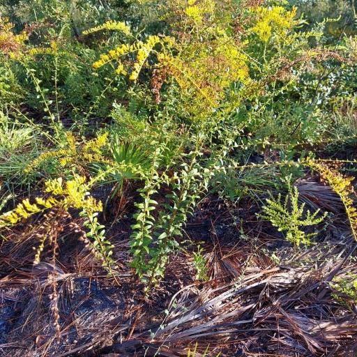 Solidago chapmanii other