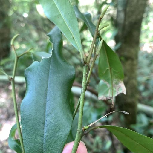 Magnolia compressa — search result for 'Magnoliaceae'