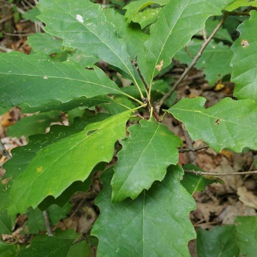 Quercus prinoides other