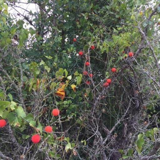 Ibervillea lindheimeri other