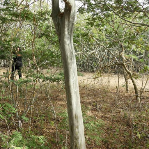 Libidibia sclerocarpa other