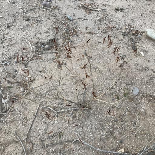 Senna covesii — search result for 'Senna'