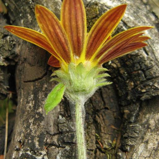 Arctotis scabra other