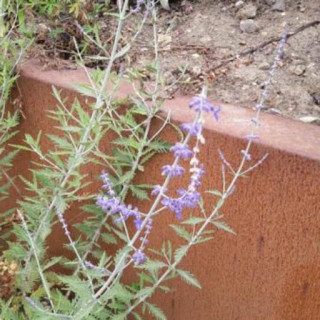 Salvia yangii