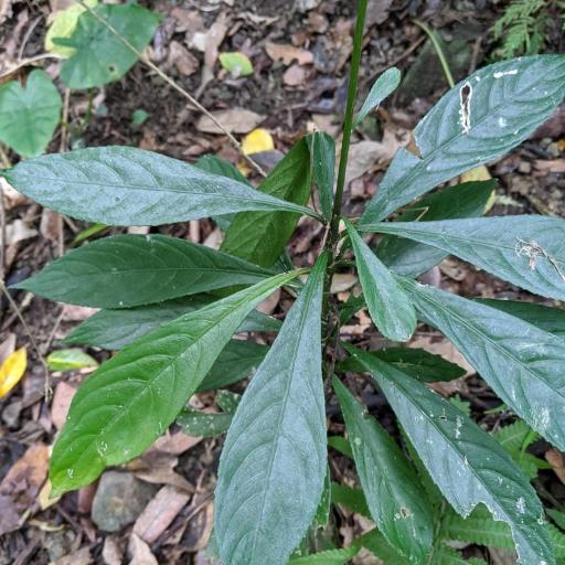 Blumea lanceolaria other