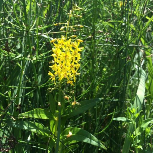 Lysimachia terrestris other