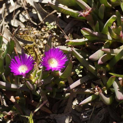 Carpobrotus modestus other