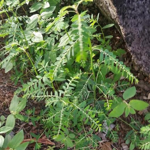 Phyllanthus debilis — houseplant care guide