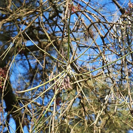 Amyema cambagei other