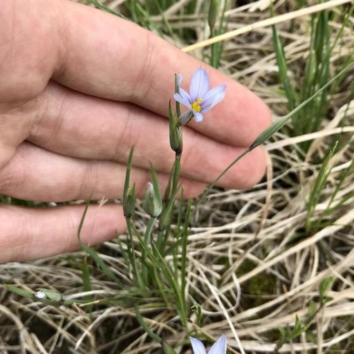 Sisyrinchium campestre — houseplant care guide