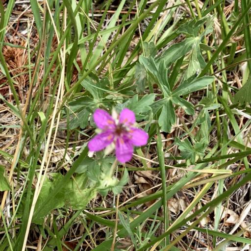 Geranium caespitosum — search result for 'western US'