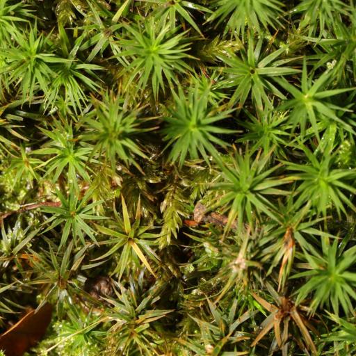 Polytrichum commune — related species from the same genus