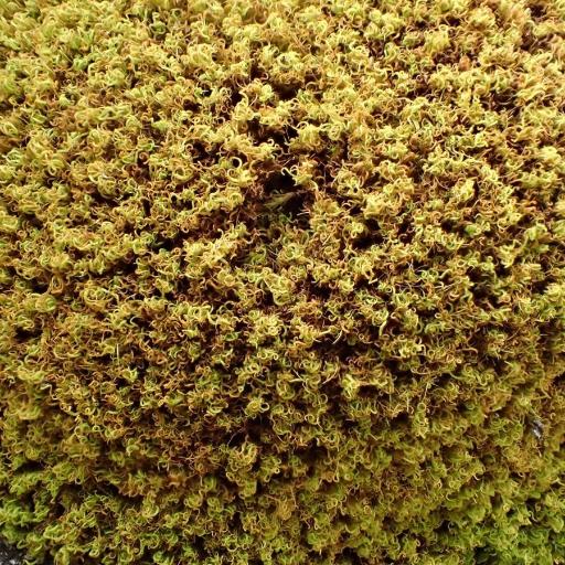 Tortella tortuosa other