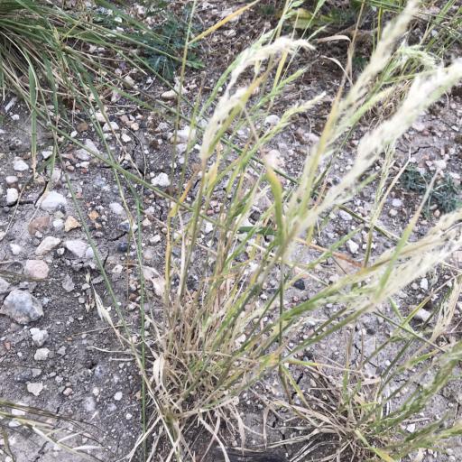 Limnodea arkansana other