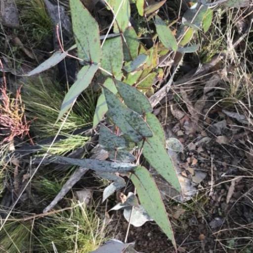 Eucalyptus dives other