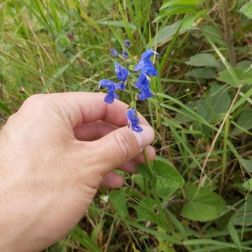 Salvia scutellarioides other