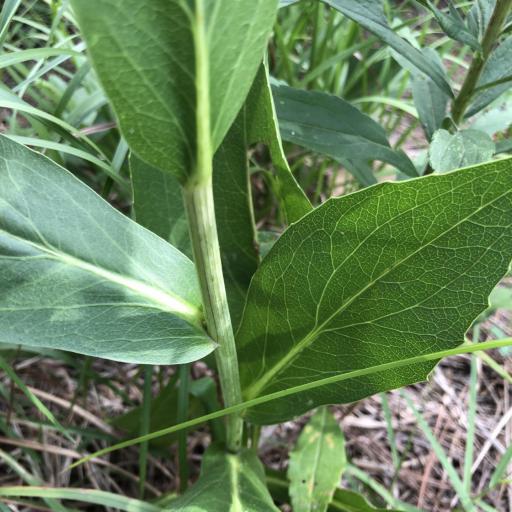 Rudbeckia texana other