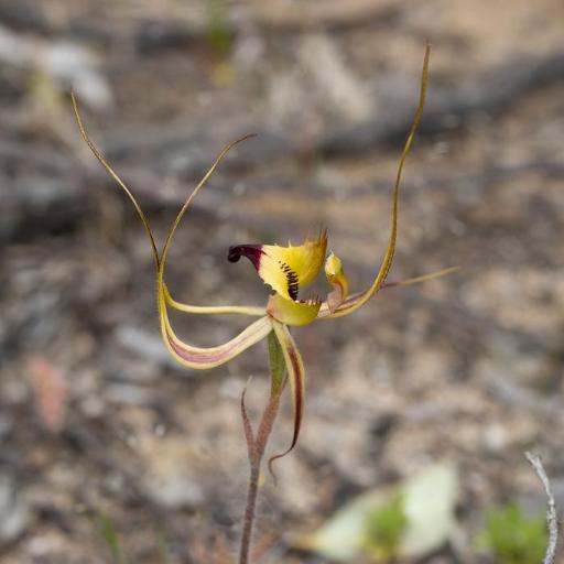 Caladenia falcata — houseplant care guide