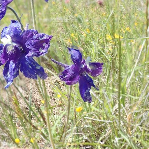 Delphinium variegatum — search result for 'Cynoglossum'